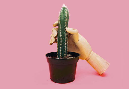 cactus translate CACTUS TIME 3 PC LINKED WALL ART  ARTNWORDZ